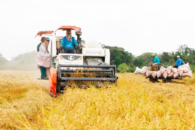 Ngành nông nghiệp đang tính tăng thêm 50.000ha lúa thu đông để tăng xuất khẩu ảnh 2