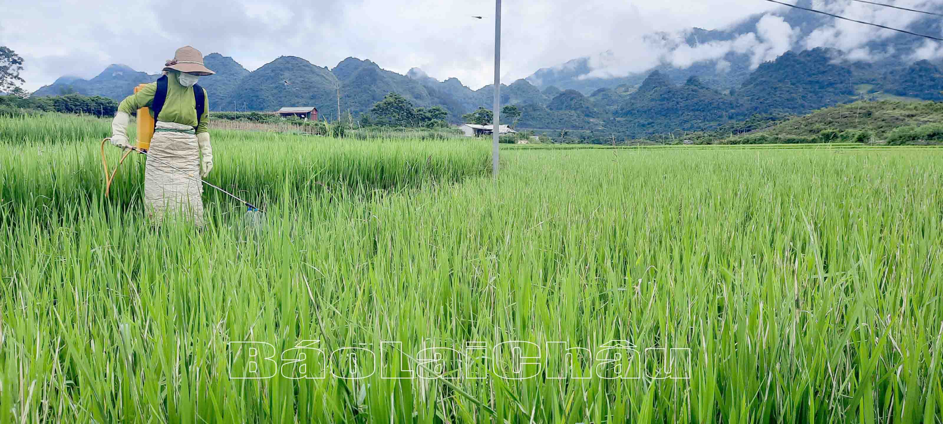 Bà con nông dân tích cực phòng trừ sâu bệnh hại lúa.