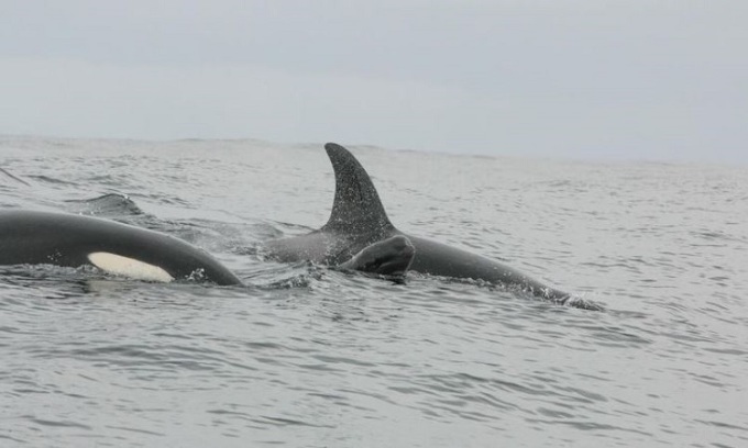 Cá voi hoa tiêu non bơi cùng một con cá voi sát thủ. Ảnh: Icelandic Orcas