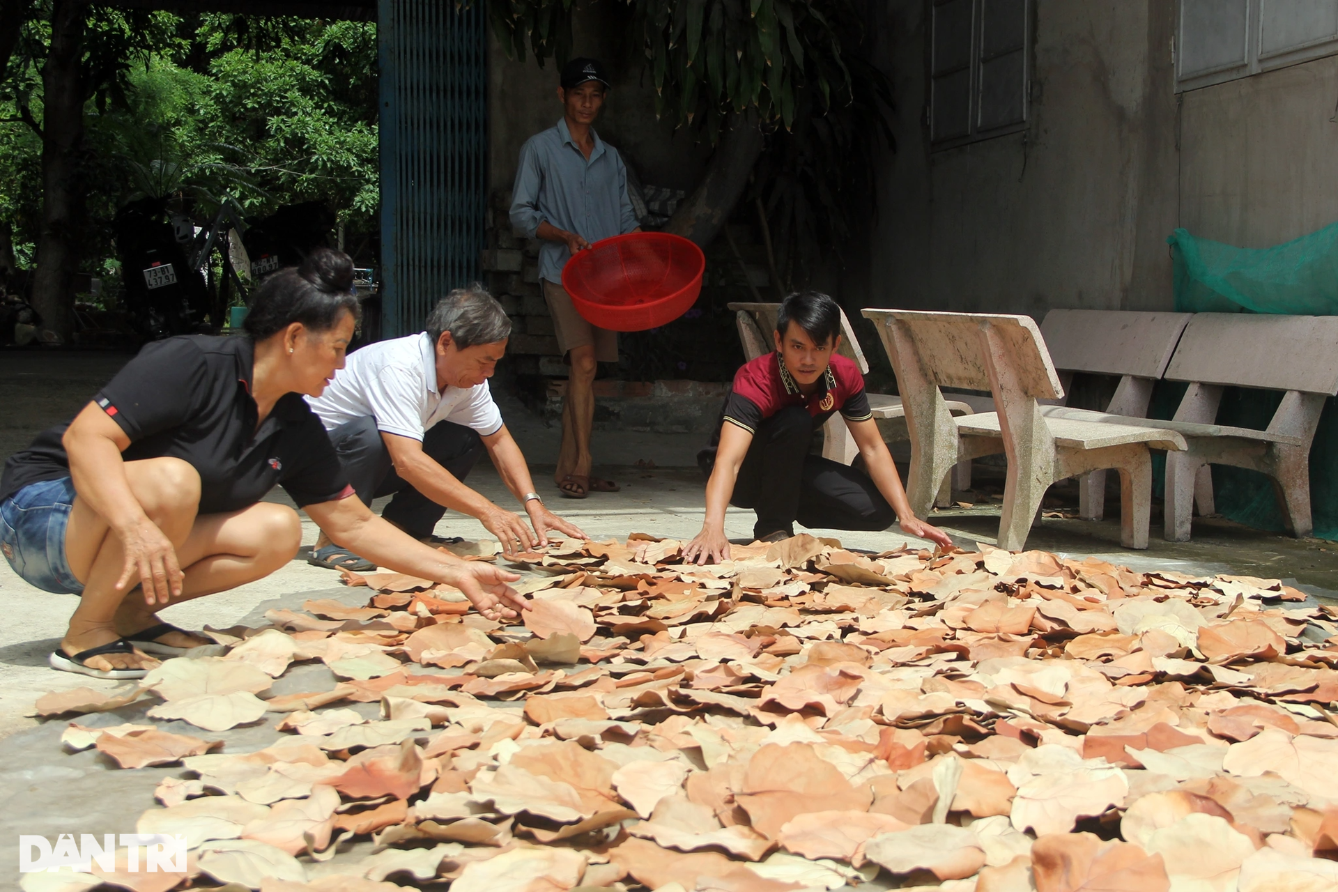 Lá tra xuất ngoại mang về tiền tỷ - 5