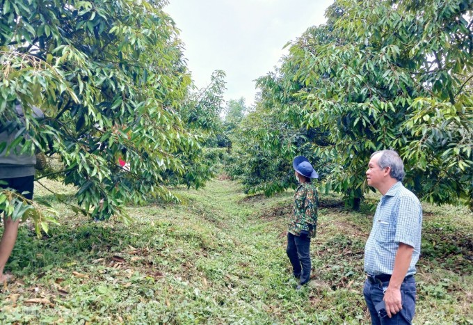 Bầu Đức quan sát công nhân đang kiểm tra sầu riêng tại vườn ở Gia Lai. Ảnh: Thi Hà