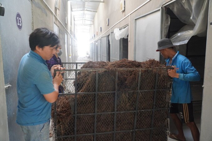 Đưa nấm đã ủ vào phòng, mỗi vụ thường kéo dài 30 ngày, luân canh 8-12 vụ một năm. Ảnh: Ngọc Tài