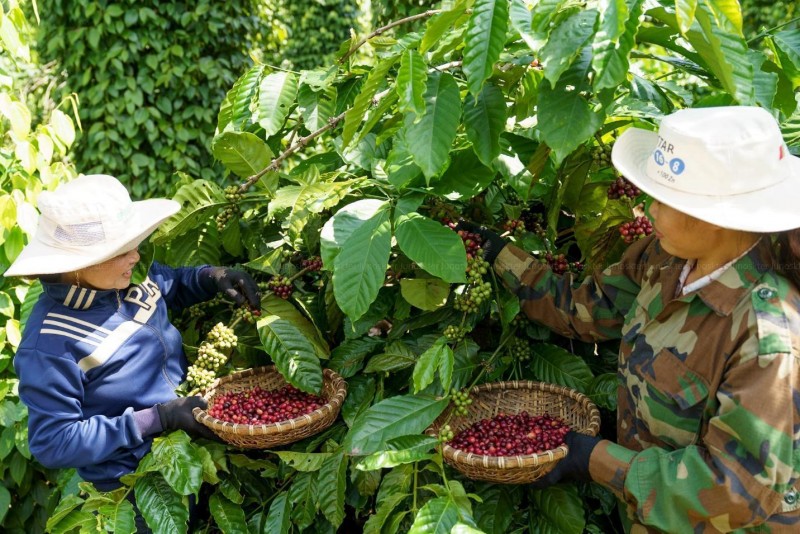 Xuất khẩu cà phê Robusta tiếp tục khởi sắc