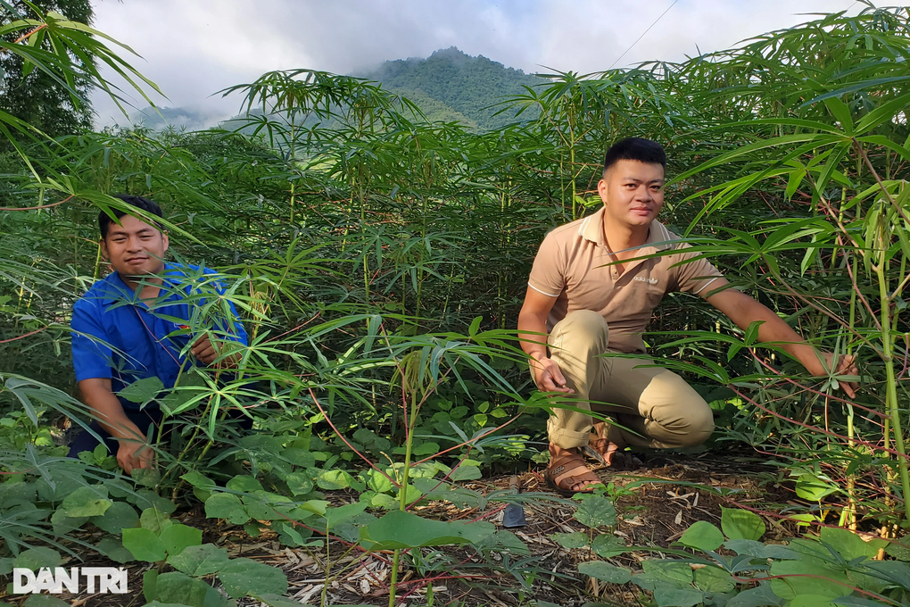 Bỏ việc ở công ty vào rừng dựng lán nuôi bò, kiếm nửa tỷ đồng/năm - 3