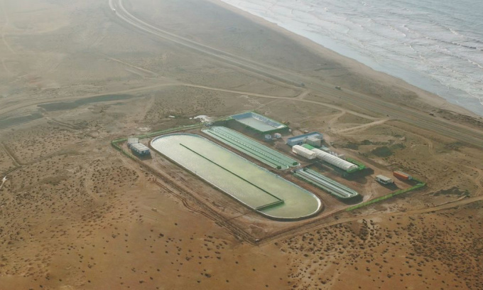 Cơ sở thí điểm nuôi trồng vi tảo tại Akhfenir, miền nam Morocco. Ảnh: Brilliant Planet