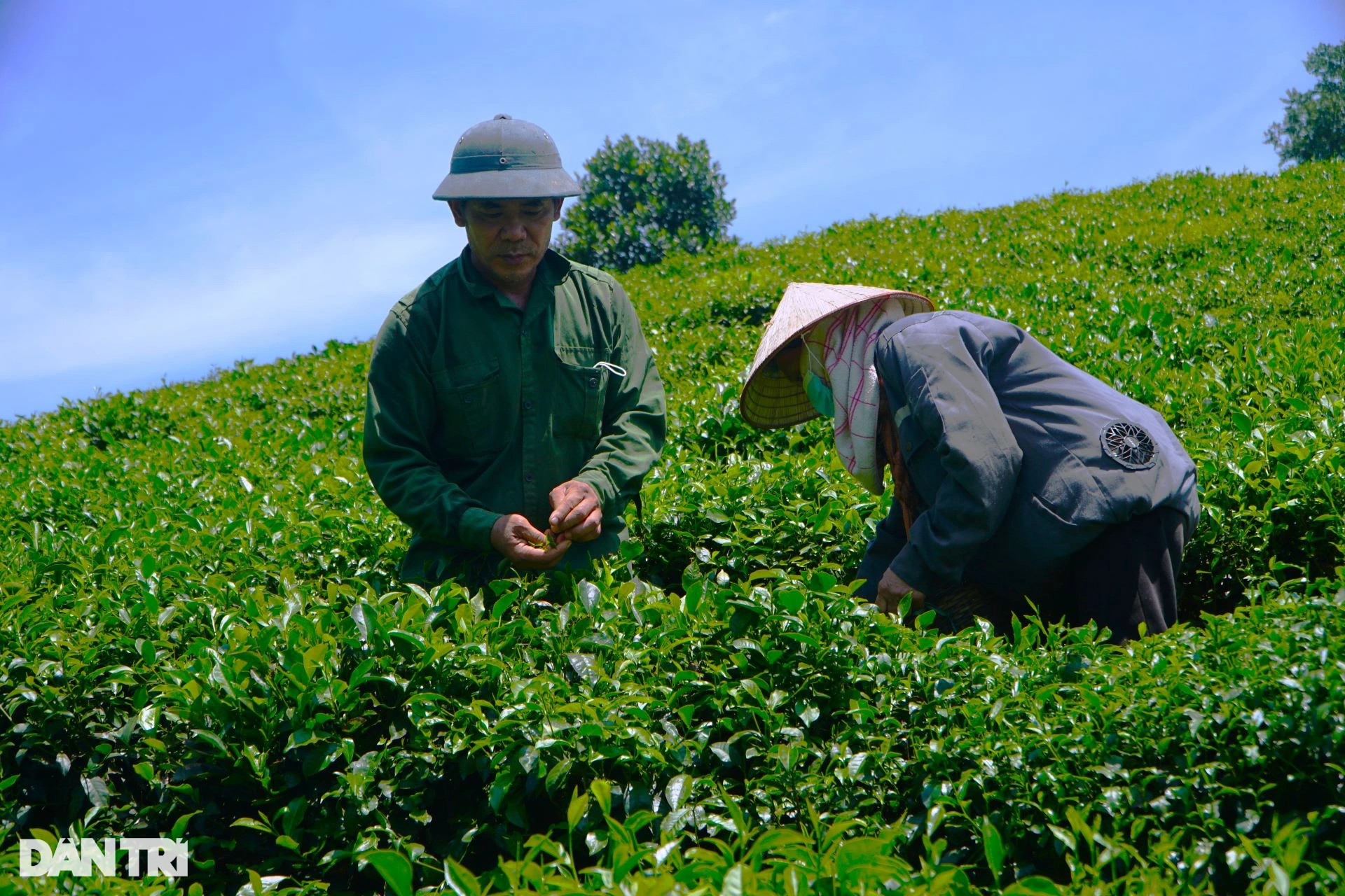 Bỏ phố lên rừng, Giám đốc chân đất bắt đất khó nhả vàng - 1