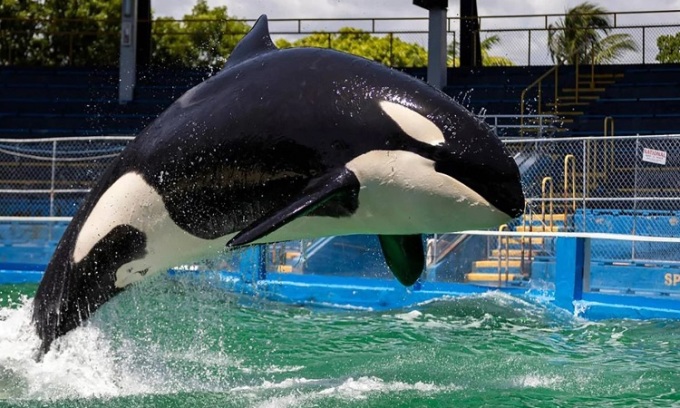 Lolita biểu diễn ở thủy cung Miami Seaquarium. Ảnh: Miami Herald