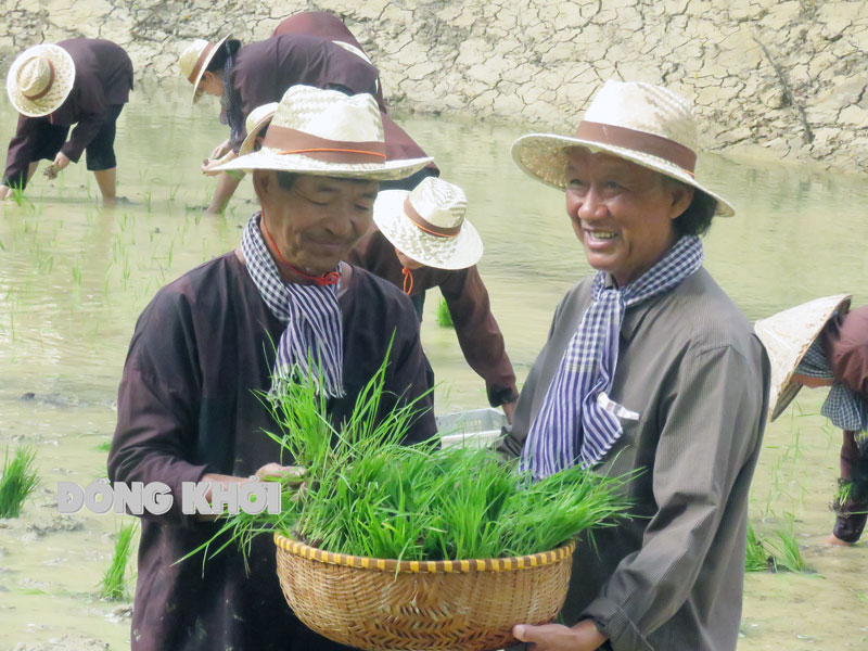 Ông Trần Bá Sanh hỗ trợ đất cho cựu chiến binh trồng lúa để tạo quỹ hoạt động Hội Doanh nhân cựu chiến binh tỉnh. Ảnh: Trần Quốc