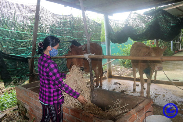 Nhiều mô hình giảm nghèo bền vững được triển khai.