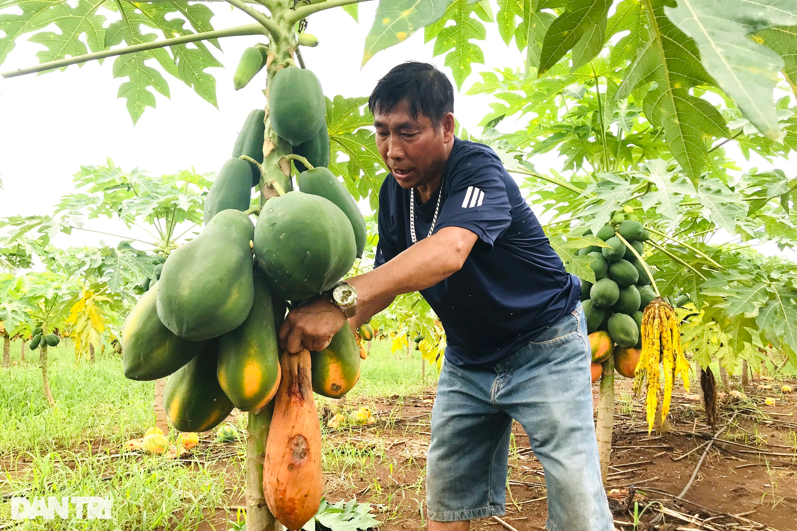 Người trồng đu đủ khóc nhìn hàng tấn quả chín rục gốc, nguy cơ bay 8 tỷ - 3