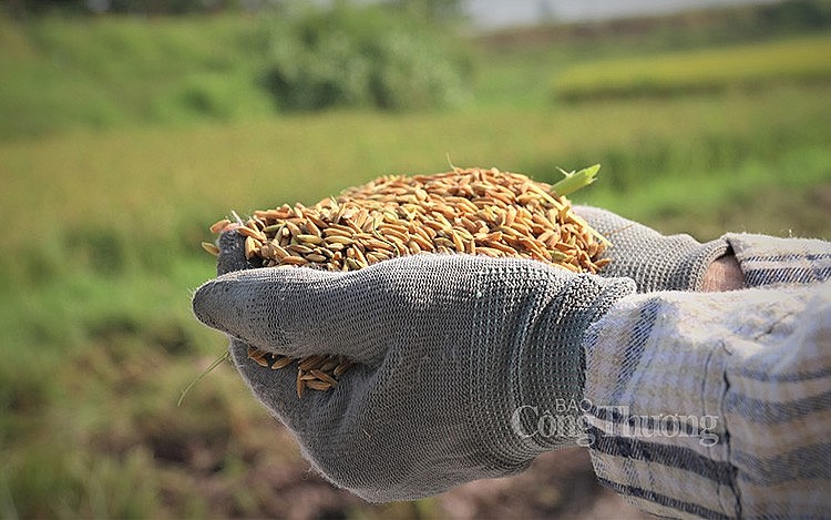 Để tận dụng cơ hội được gọi là “vàng” này, chúng ta cần đẩy mạnh công tác xúc tiến để mau chóng “điền vào vị trí” của các nước xuất khẩu khác, củng cố vị thế hàng đầu của gạo Việt Nam, đồng thời đàm phán với các đối tác mới để đưa hạt gạo Việt Nam đến rộn