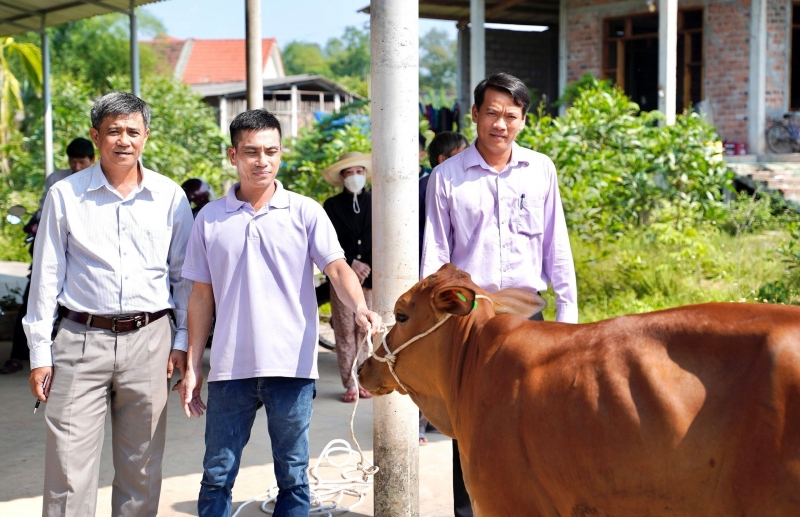 Hỗ trợ bò giống cho người nghèo để phát triển sinh kế