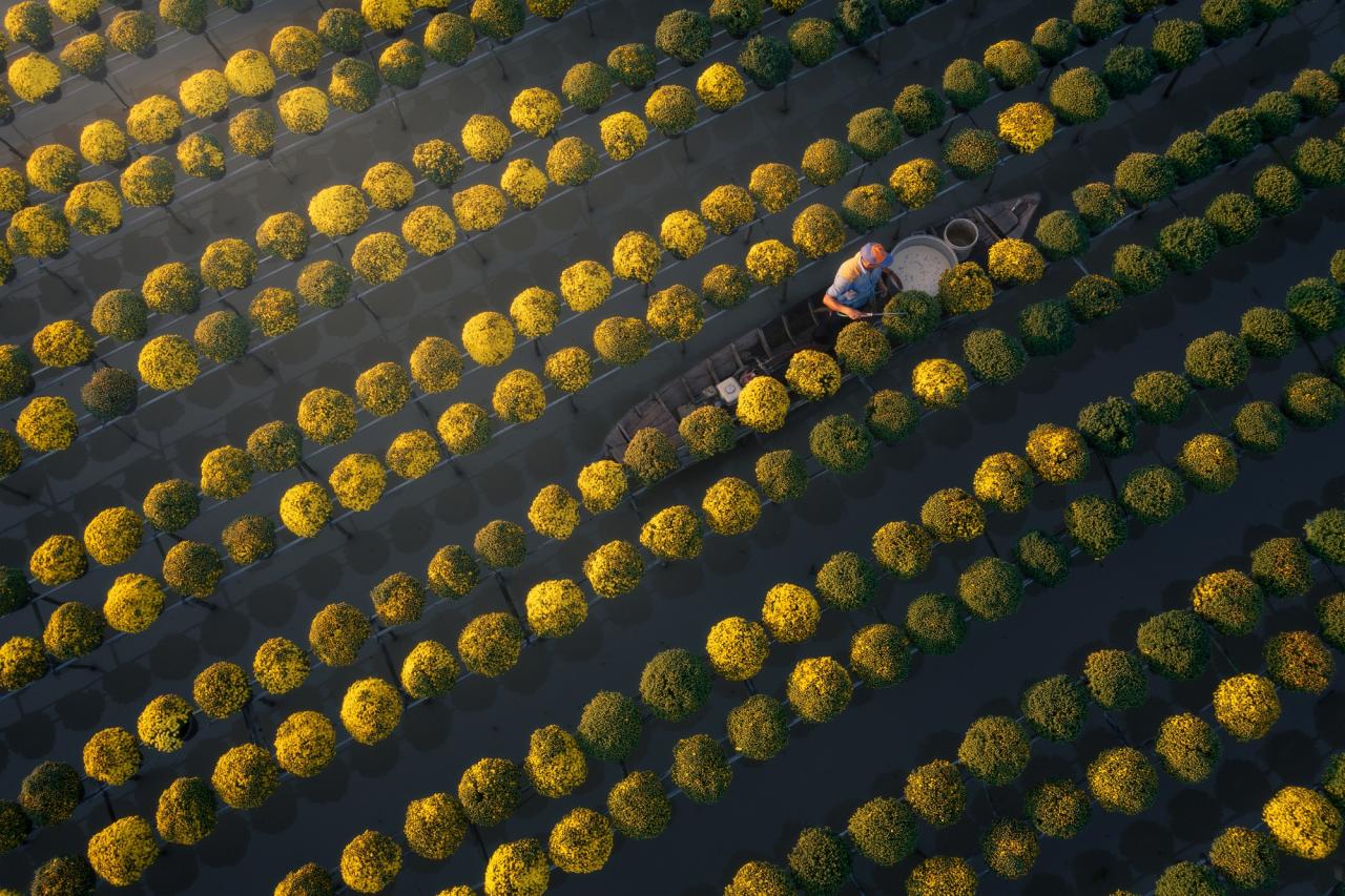 Bức ảnh The color of flowers (Sắc màu của hoa) trong bộ ảnh The colors of Vietnam.