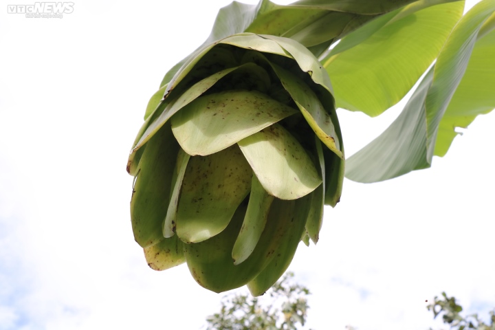 Les fleurs de bananier sont vertes, très grandes, portent peu de fruits mais beaucoup de graines.