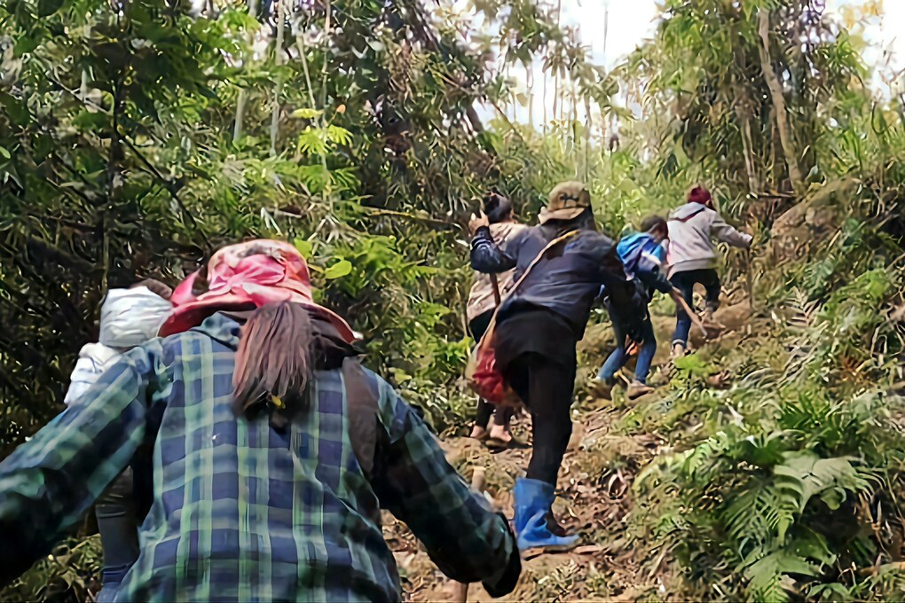 Mùa săn lộc rừng, nông dân bỏ túi cả triệu đồng mỗi ngày - 3