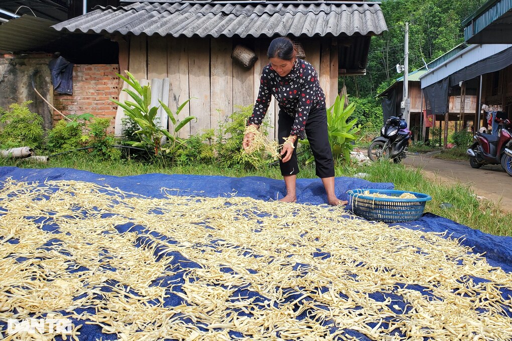 Mùa săn lộc rừng, nông dân bỏ túi cả triệu đồng mỗi ngày - 5