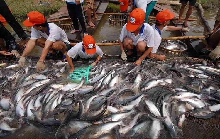 FSIS đưa ra đánh giá ban đầu sau kiểm tra an toàn thực phẩm với cá tra Việt Nam