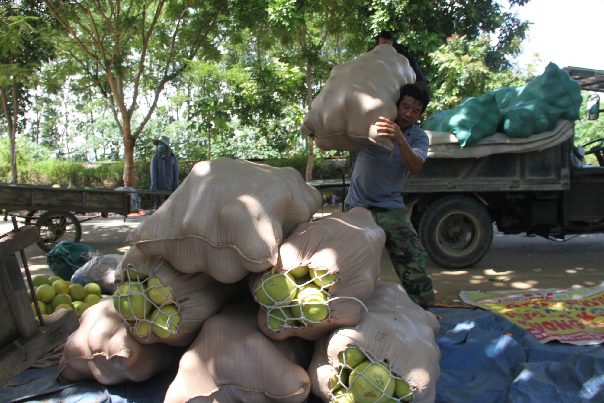 'Thủ phủ' bưởi Phúc Trạch nhộn nhịp vào vụ thu hoạch - Ảnh 7.