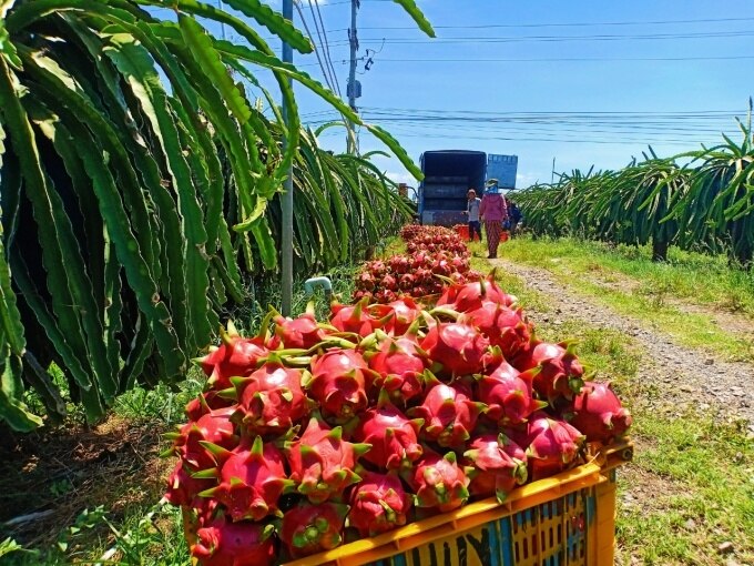 Một số siêu thị tại Anh đã dừng bán thanh long Việt Nam