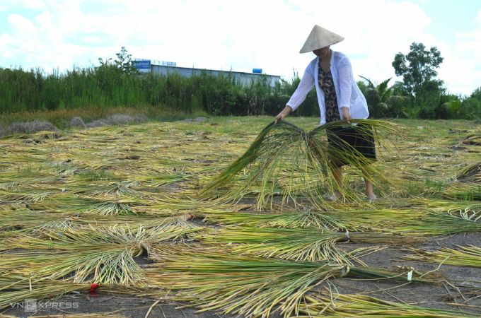 Bà Trịnh Hồng Thúy phơi cỏ năn tượng. Ảnh: An Minh