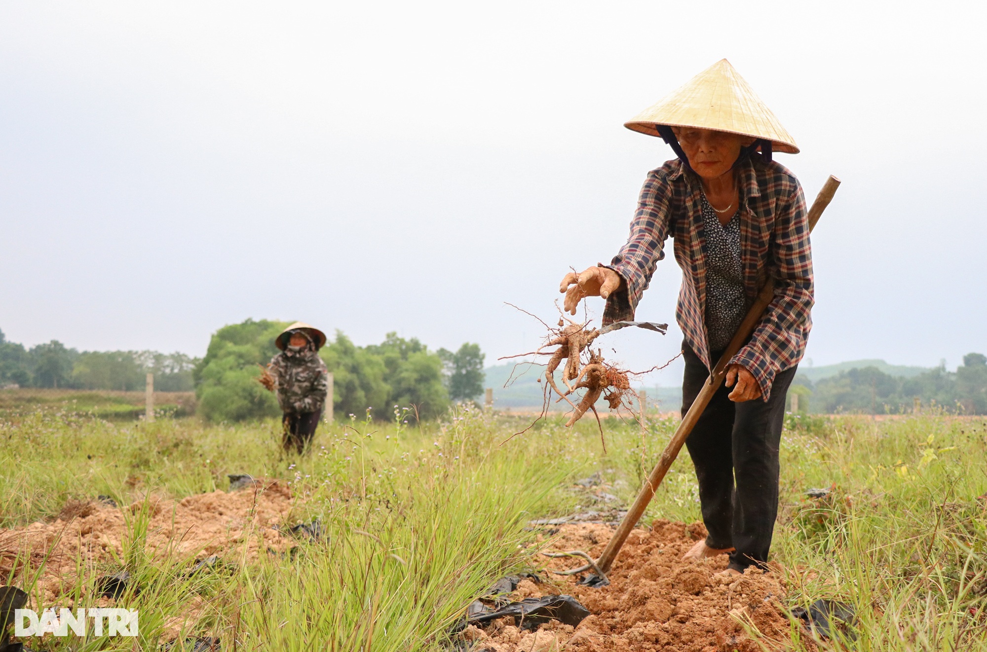 Máu liều của cử nhân lịch sử với sâm tiến vua mang về hơn nửa tỷ đồng/năm - 6