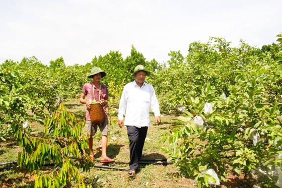 Hơn 500 cây ổi đều được bọc trái, ra quả quanh năm. Ảnh: NGUYỄN TRANG ảnh 2