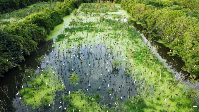 Khoảng 17h chiều hằng ngày đàn chim, cò quay trở về vườn sau một ngày kiếm ăn. Ảnh: An Minh