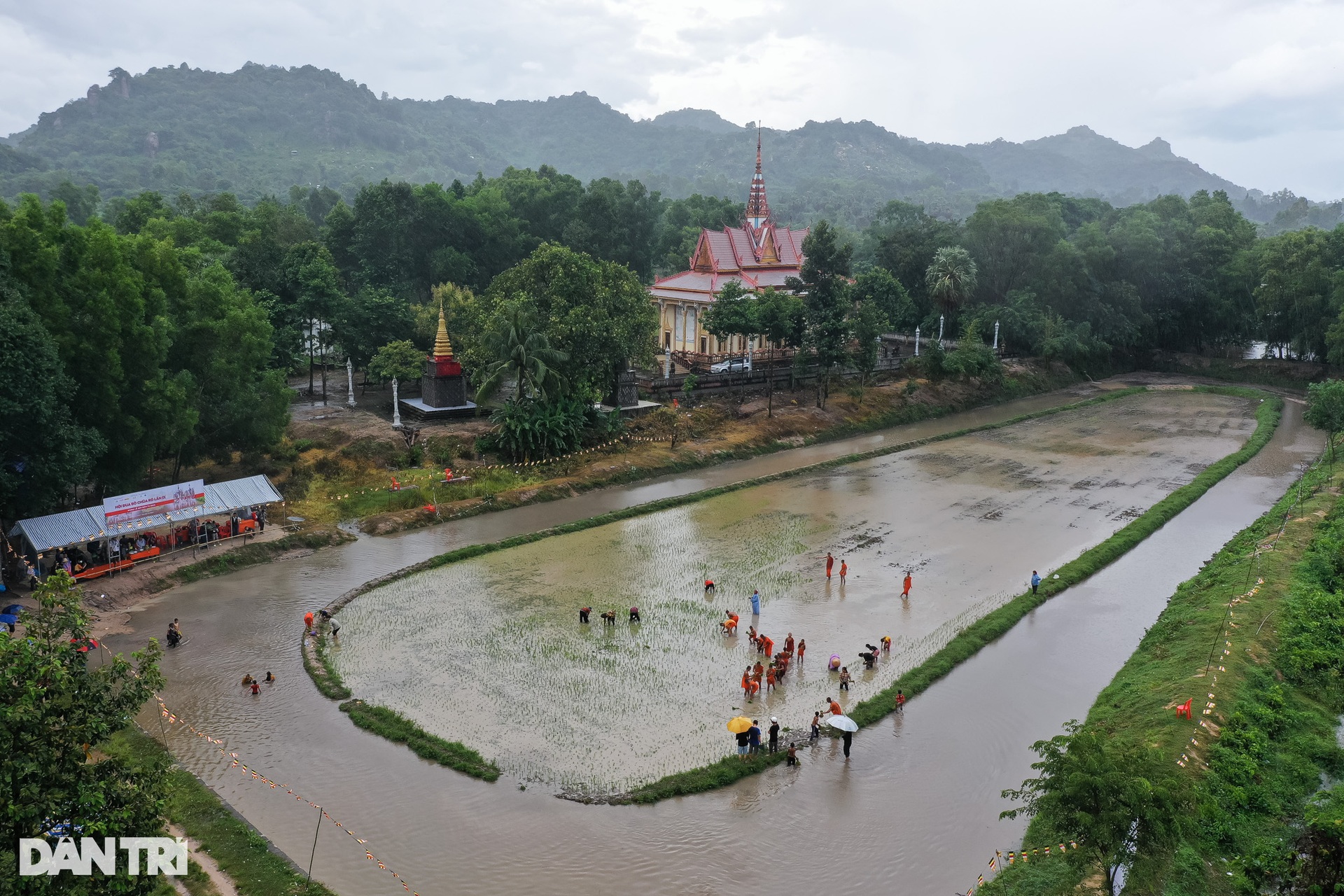 Sư thầy, người dân đội mưa cấy lúa mừng lễ Sene Dolta của đồng bào Khmer - 2