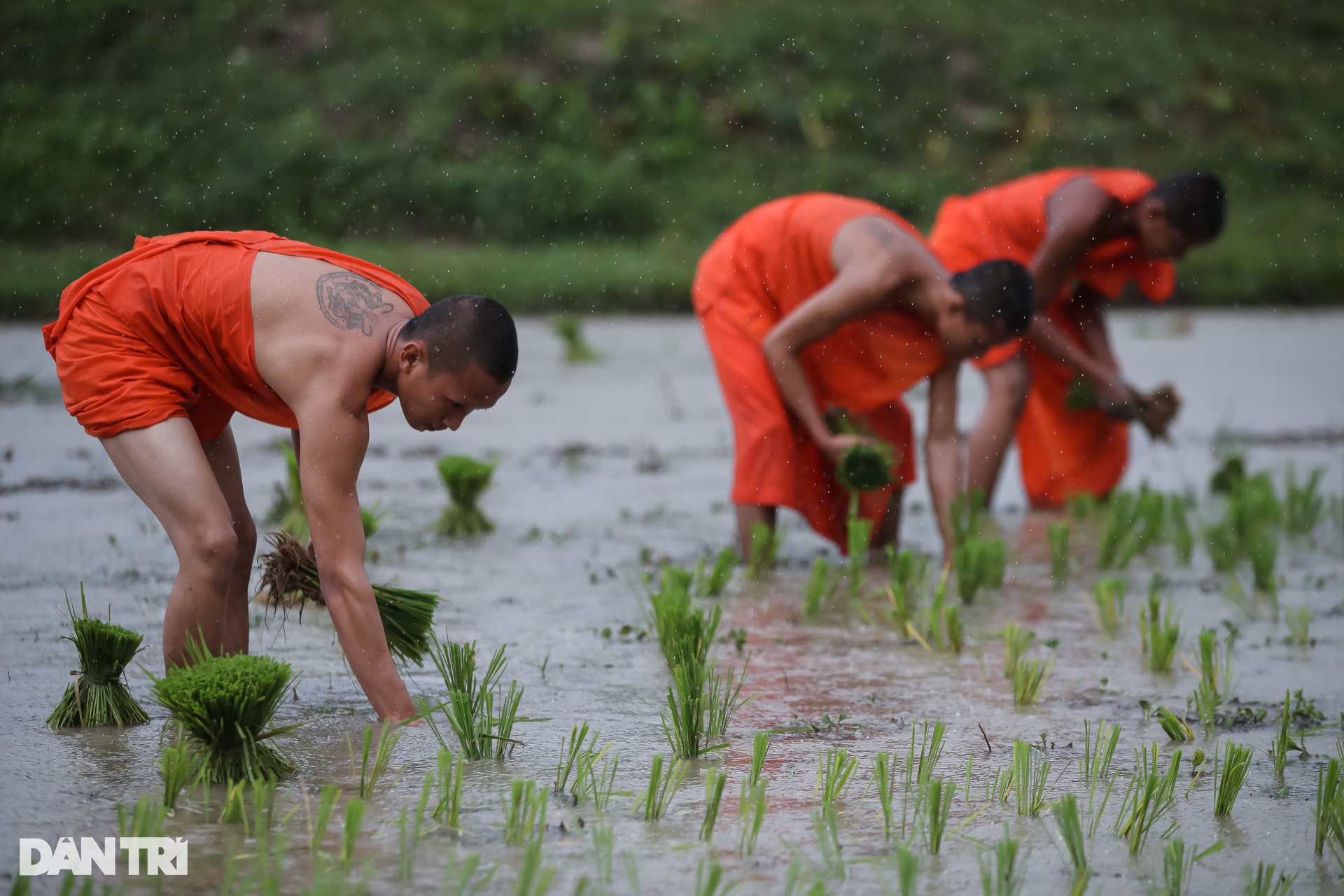 Sư thầy, người dân đội mưa cấy lúa mừng lễ Sene Dolta của đồng bào Khmer - 4