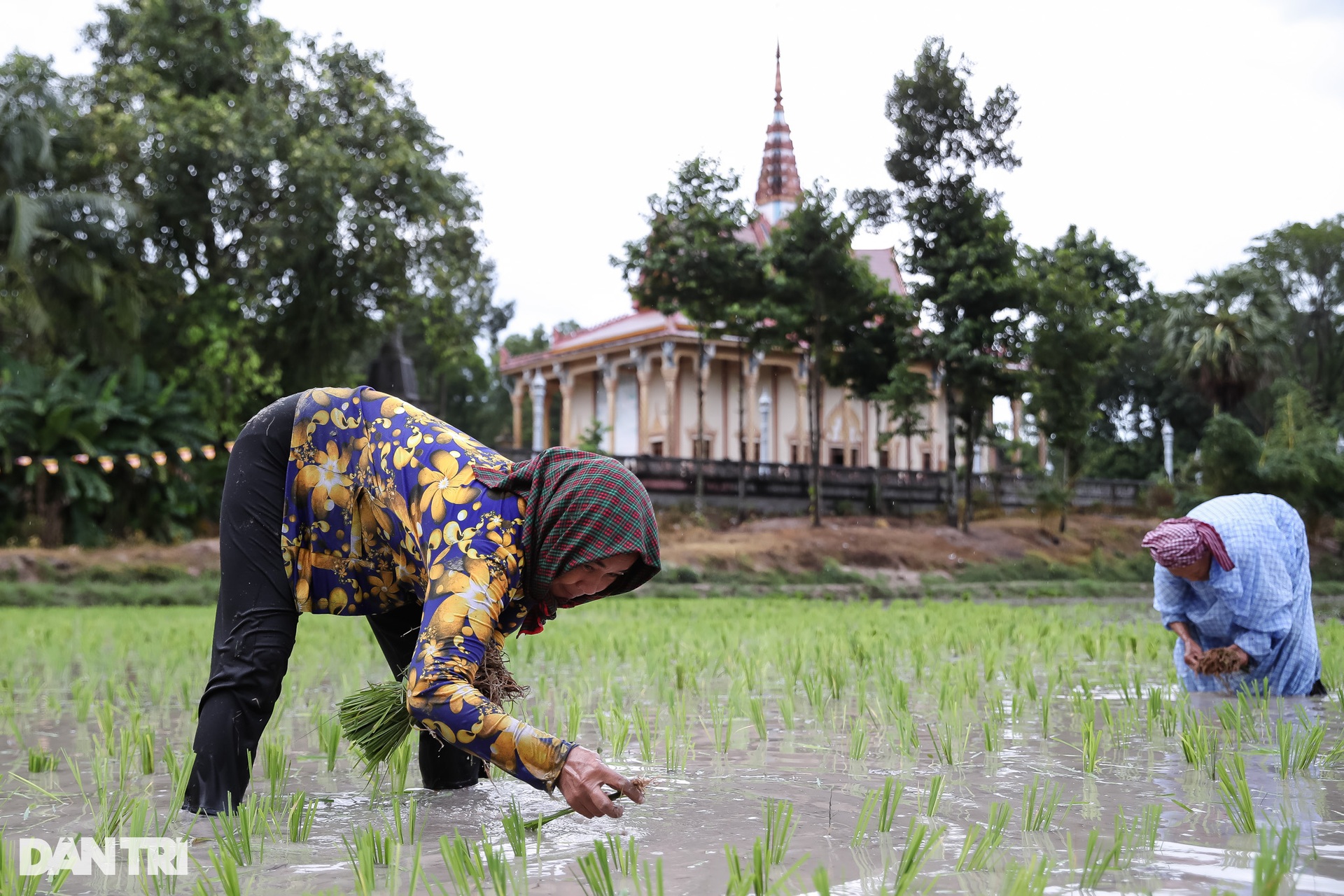 Sư thầy, người dân đội mưa cấy lúa mừng lễ Sene Dolta của đồng bào Khmer - 8