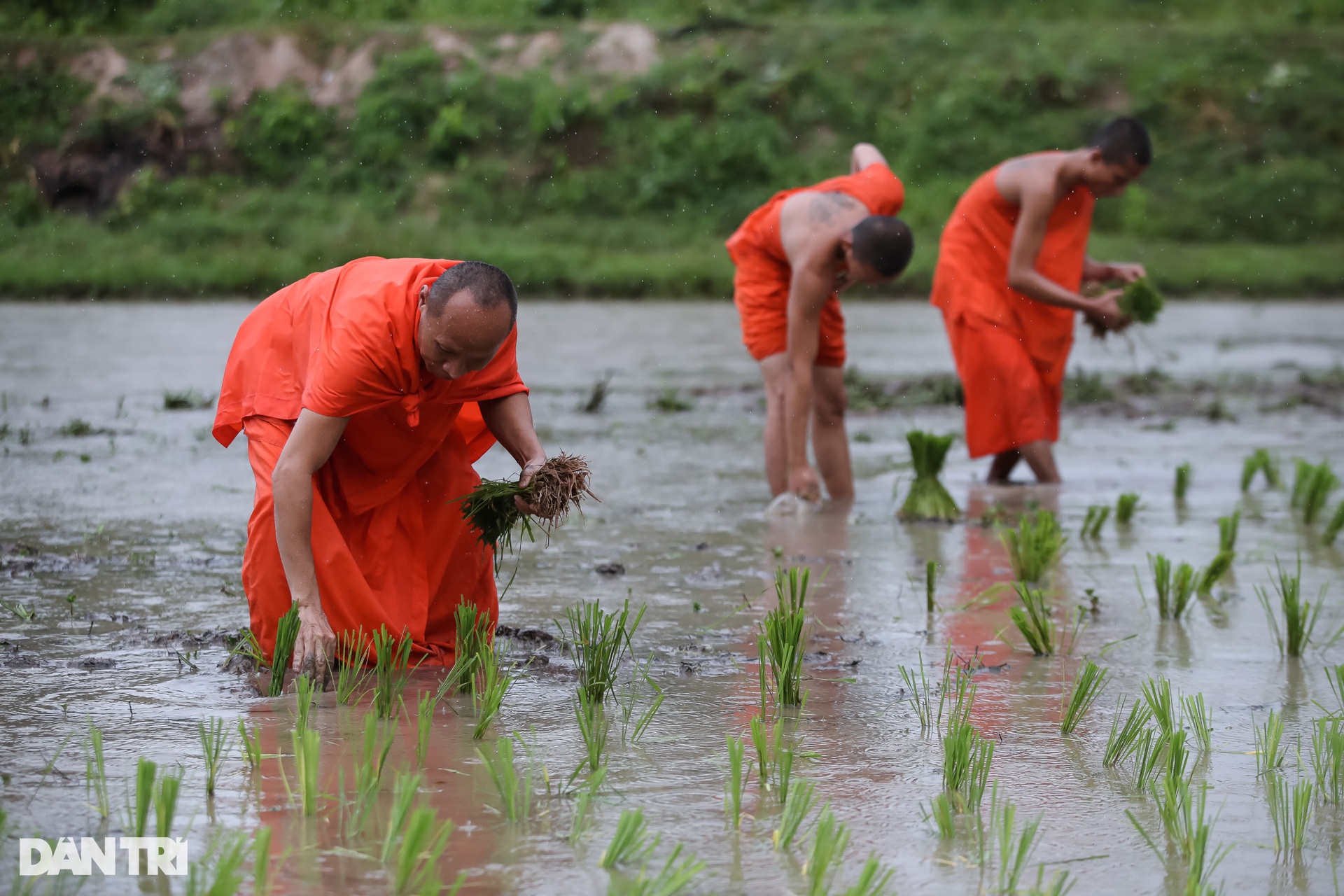 Sư thầy, người dân đội mưa cấy lúa mừng lễ Sene Dolta của đồng bào Khmer - 6