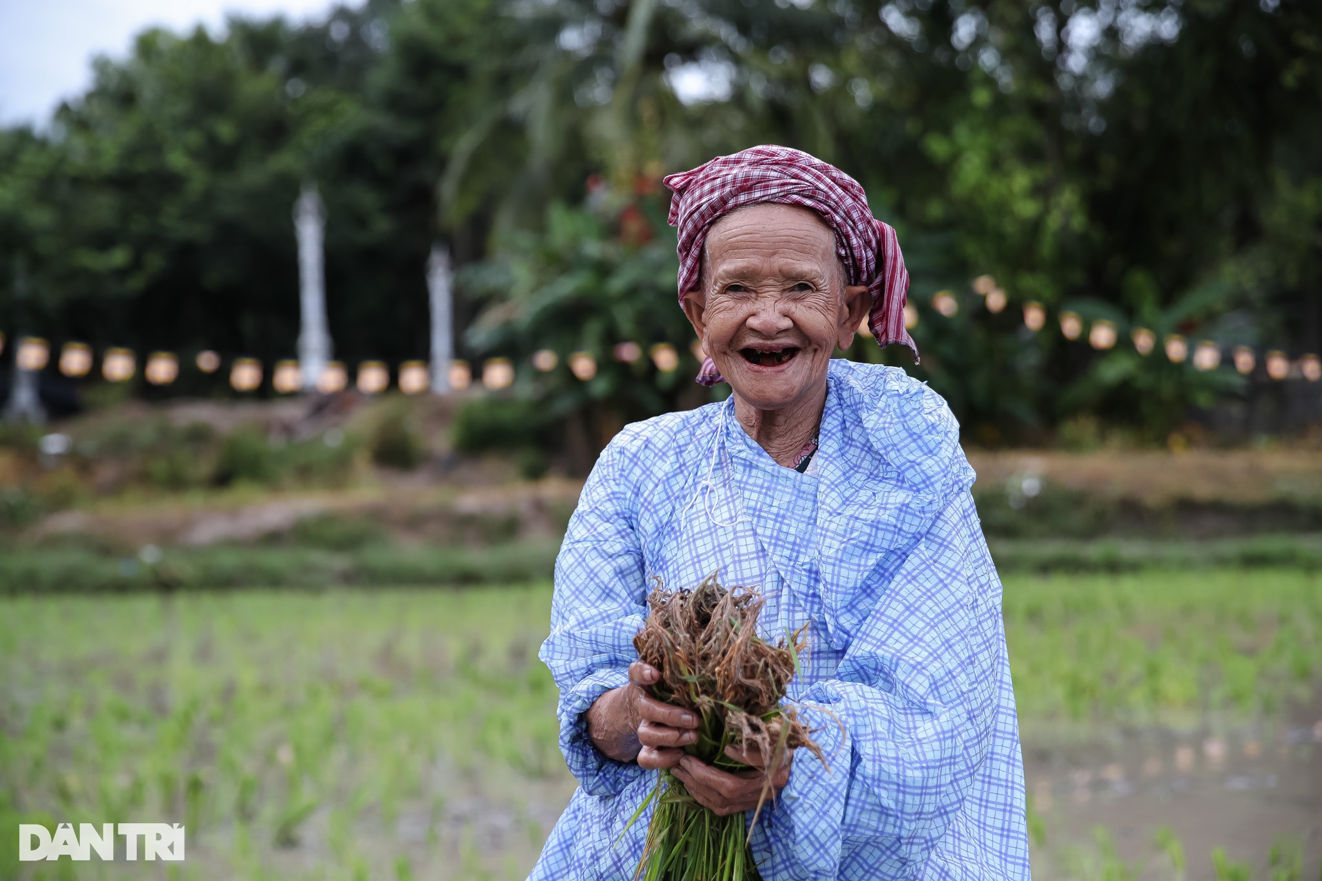 Sư thầy, người dân đội mưa cấy lúa mừng lễ Sene Dolta của đồng bào Khmer - 10