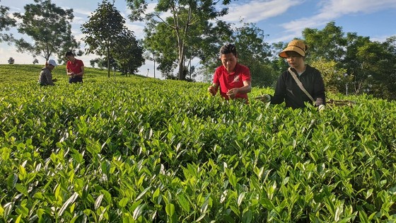 Agribank hỗ trợ người nông dân về cơ sở vật chất, hệ thống tưới tiêu hiện đại, cây giống tốt và kỹ thuật chăm bón phù hợp ảnh 1