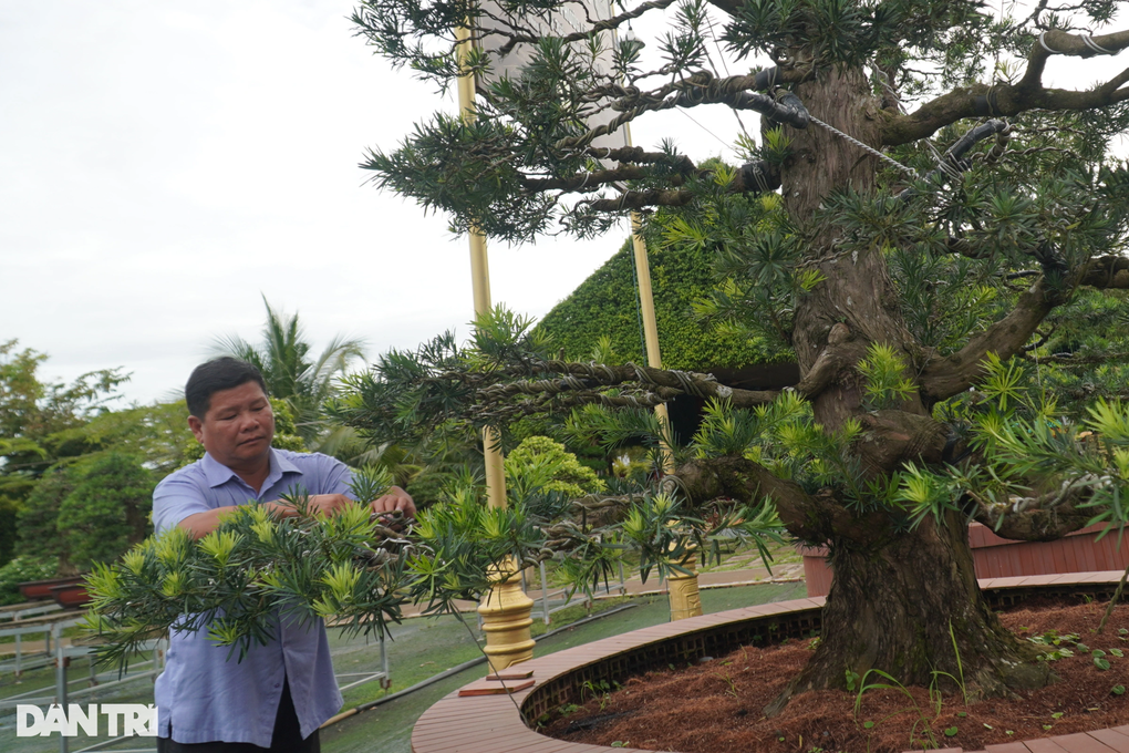 Chuyện tậu cơ ngơi trăm tỷ của nghệ nhân bonsai Sa Đéc - 1