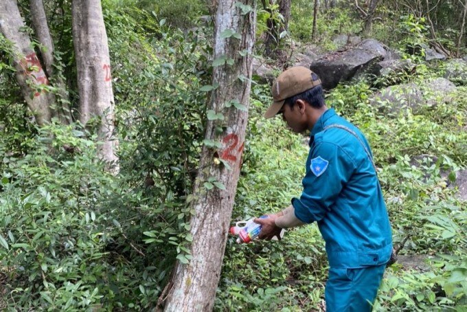 Nhân viên bảo vệ rừng xịt sơn đánh dấu cây và đổ nước vào lỗ khoan trên thân, rửa bớt hóa chất, hy vọng cứu các cây rừng còn xanh. Ảnh: Ngọc Hiếu