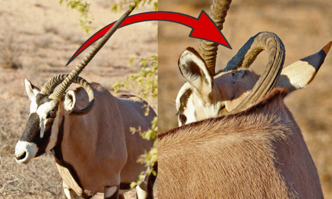 Linh dương gemsbok với chiếc sừng uốn cong bất thường. Ảnh: Latest Sightings