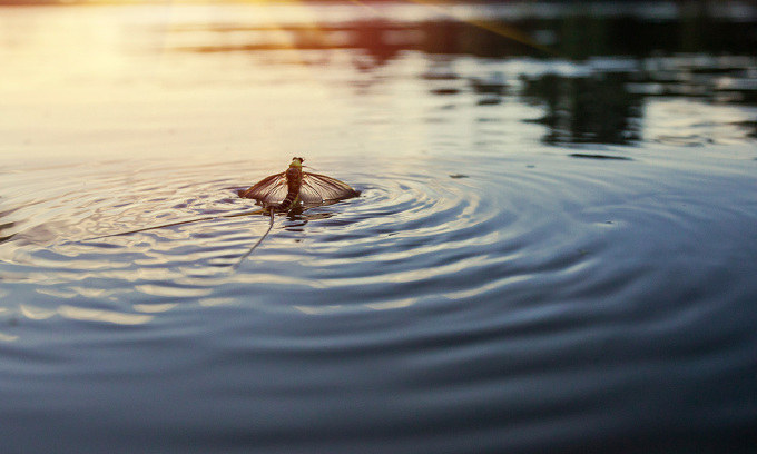 Phù du Palingenia longicauda trên sông Tisza ở châu Âu. Ảnh: Nastasic/Getty