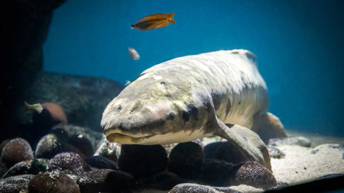 Cá Methuselah. Ảnh: Cal academy