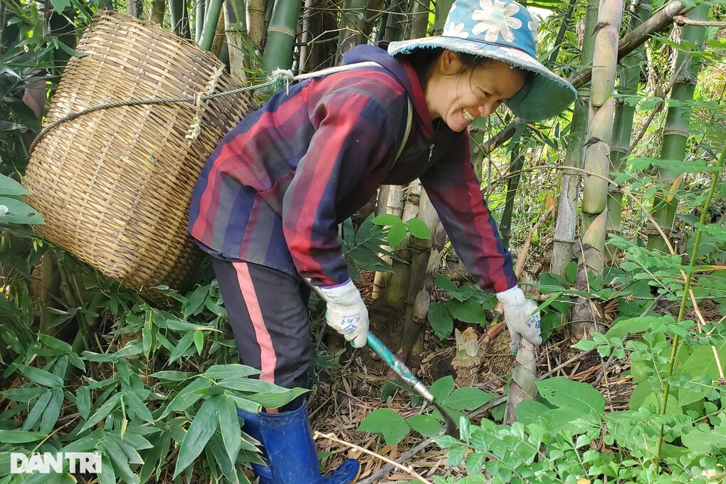 Mùa săn lộc rừng, nông dân bỏ túi cả triệu đồng mỗi ngày - 1