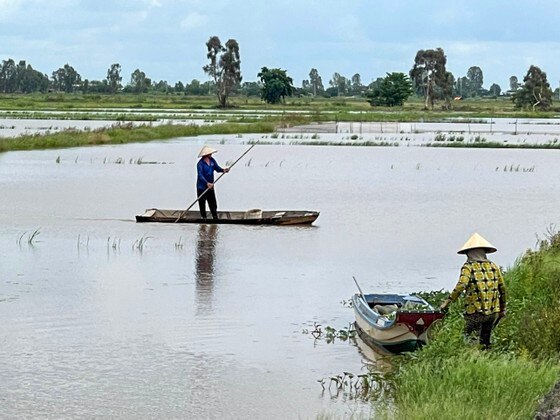 Dù nước lũ về rất thấp nhưng người dân đã bắt đầu đi kéo lưới và hái rau ảnh 1