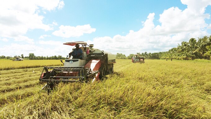 Nông dân tỉnh Trà Vinh thu hoạch lúa Hè Thu năm 2023. Ảnh: An Bình