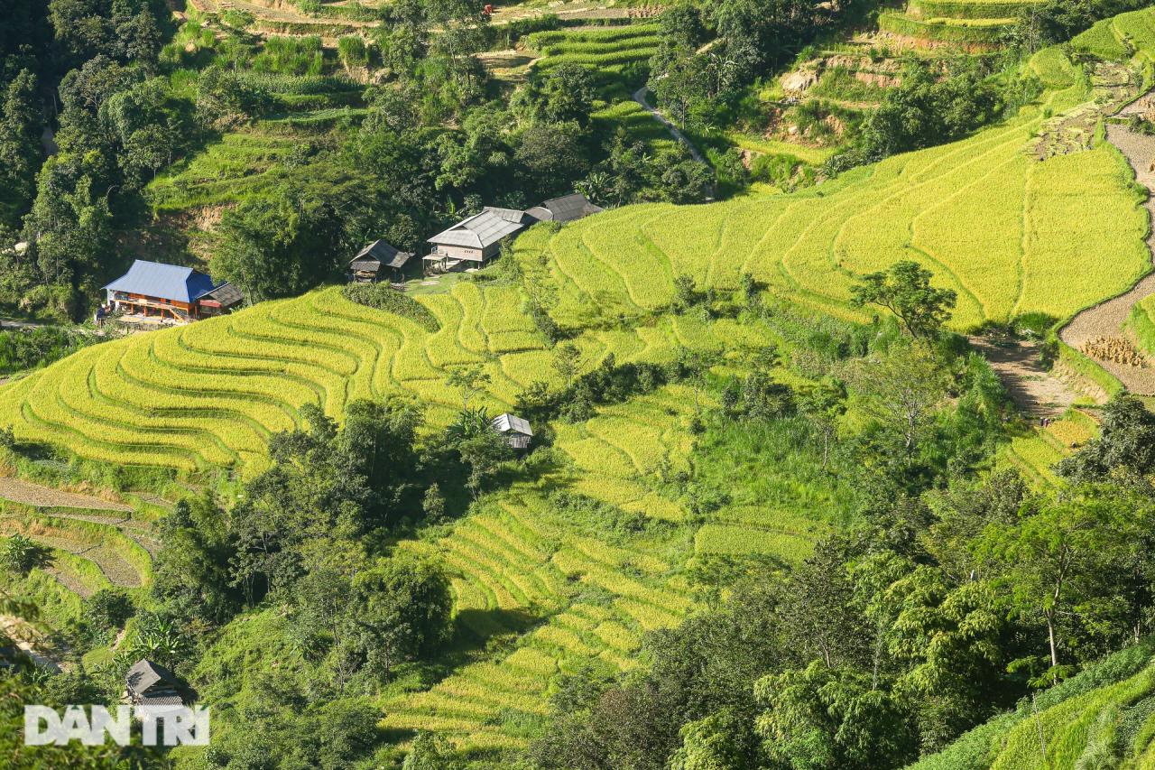 Ngắm mùa vàng bình yên ở Hoàng Su Phì, không lo tắc đường, chen chúc - 6