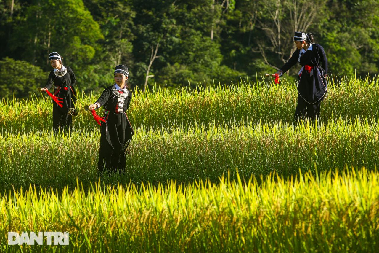 Ngắm mùa vàng bình yên ở Hoàng Su Phì, không lo tắc đường, chen chúc - 4