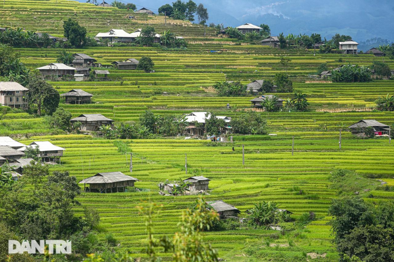 Ngắm mùa vàng bình yên ở Hoàng Su Phì, không lo tắc đường, chen chúc - 5