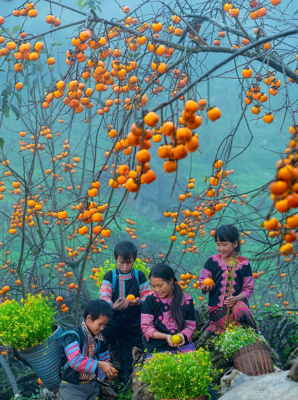 Ngắm nhìn vườn hồng sai trĩu quả nhuộm vàng mùa thu Mộc Châu - 7