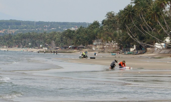 Ngư dân ra bãi biển Mũi Né (TP Phan Thiết) đánh lưới cá dỗi, cuối tháng 9 năm 2023. Ảnh: Việt Quốc