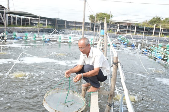 Nông dân xuất sắc năm 2023 Lê Văn Sấm ở huyện Thạnh Phú (Bến Tre). Ảnh: CẨM TRÚC ảnh 4