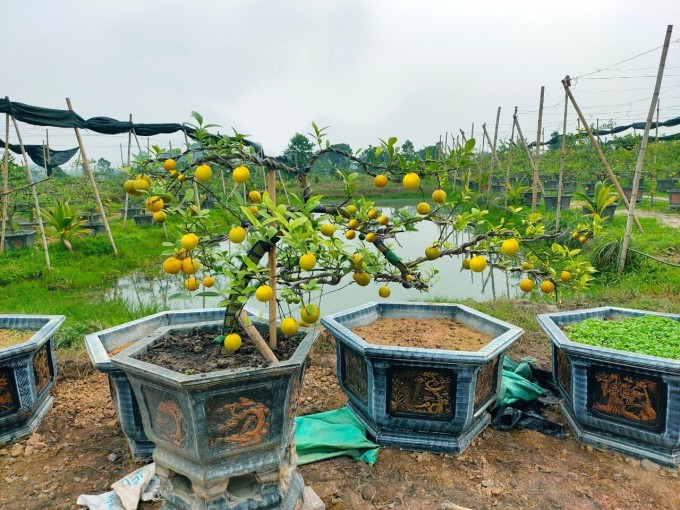 Đến dịp tết, chậu chanh bonsai cho qua chín vàng tươi. Ảnh Lê Tân