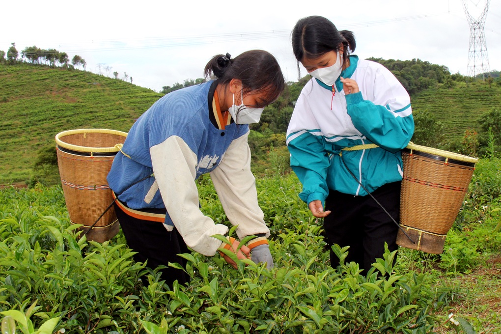 Bất ngờ thành tỷ phú nhờ liều lĩnh mang chè Bắc vào Tây Nguyên trồng thử - 3