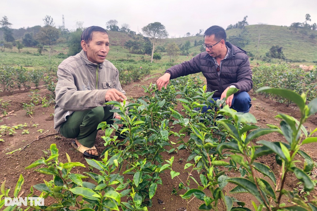 Bất ngờ thành tỷ phú nhờ liều lĩnh mang chè Bắc vào Tây Nguyên trồng thử - 4